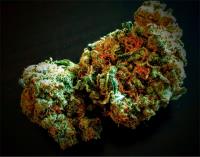 Moby Dick sativa image 6